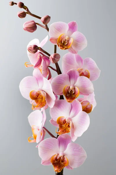 Flor Orquídea Sobre Fondo Gris —  Fotos de Stock