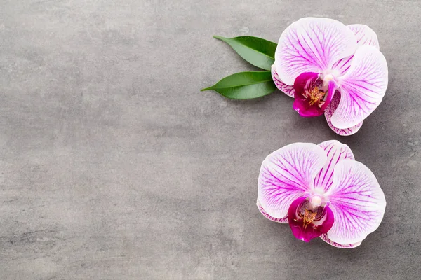 Orchidea Téma Objektumok Szürke Háttér — Stock Fotó