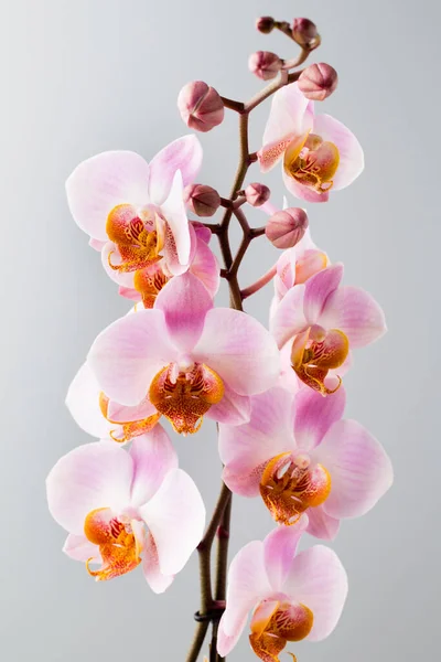 Orchidea Virág Szürke Háttér — Stock Fotó