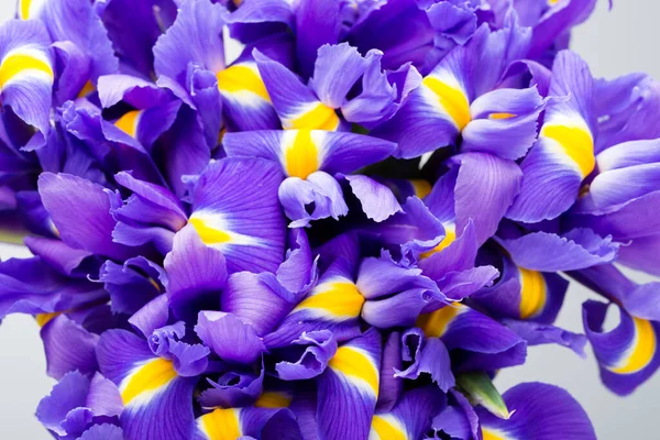 Iris Flowers Background Spring Floral Patern — Stock Photo, Image