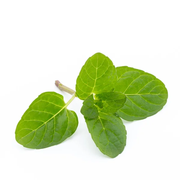 Fresh Raw Mint Leaves Isolated White Background — Stock Photo, Image