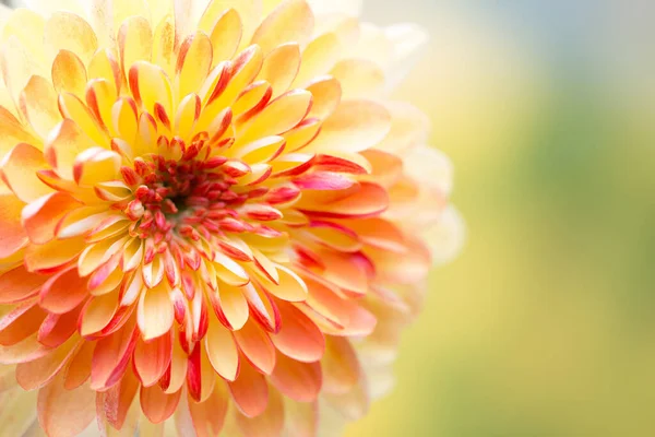 ダリアの花は黄色の背景のために閉じます — ストック写真