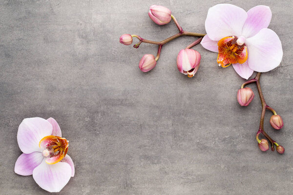 Объекты орхидеи на сером фоне.