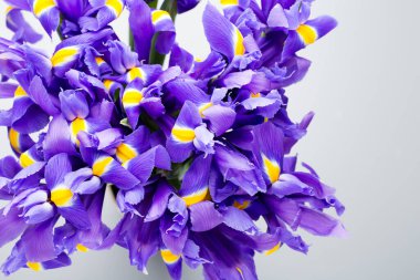 İris çiçekleri arka plan, bahar çiçekleri..