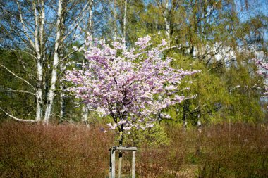 Bahar günü kiraz çiçeği arkaplanı.