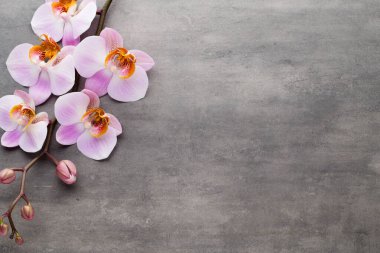 Gri arkaplanda orkide temalı nesneler.