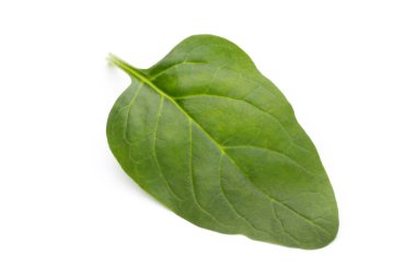 Taze ıspanak beyazda izole edilmiş..