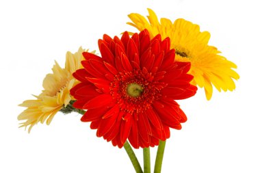 Vazoda Gerbera çiçeği, izole edilmiş beyaz arkaplan.