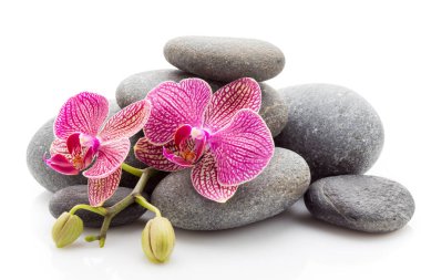 Beyaz arkaplanda izole edilmiş spa masaj taşları ve orkide.