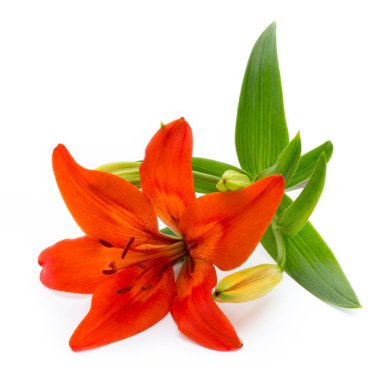 Tomurcuklu Lilly çiçeği beyaz bir arkaplanda izole edilmiş.