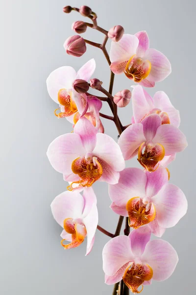 Orchid Flower Grey Background — Stock Photo, Image