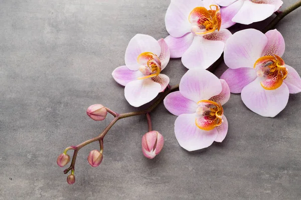 Oggetti Tema Del Orchid Sullo Sfondo Grigio — Foto Stock