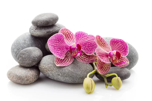 Lázeňské Masážní Kameny Orchideje Izolované Bílém Pozadí — Stock fotografie