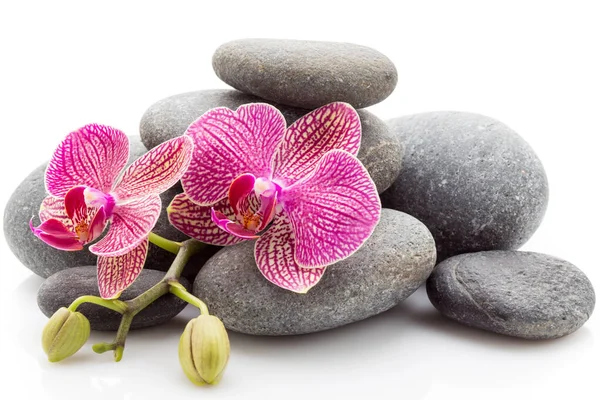 Spa Masage Stenen Orchidee Geïsoleerd Witte Achtergrond — Stockfoto