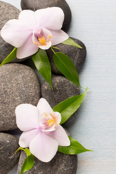 Orchid Flower Wooden Background Spa Stones — Stock Photo, Image