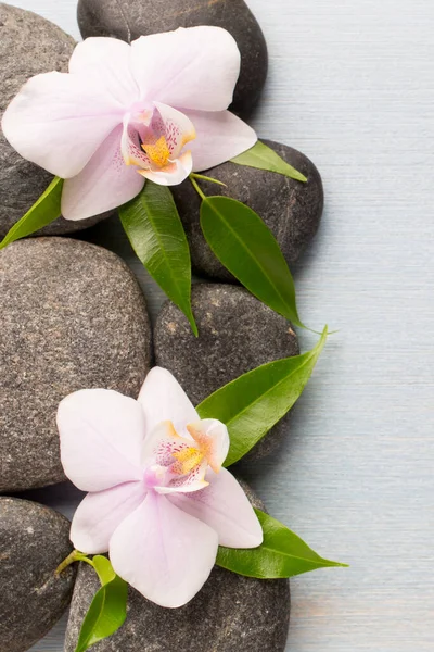 Flor Orquídea Sobre Fondo Madera Con Piedras Spa —  Fotos de Stock