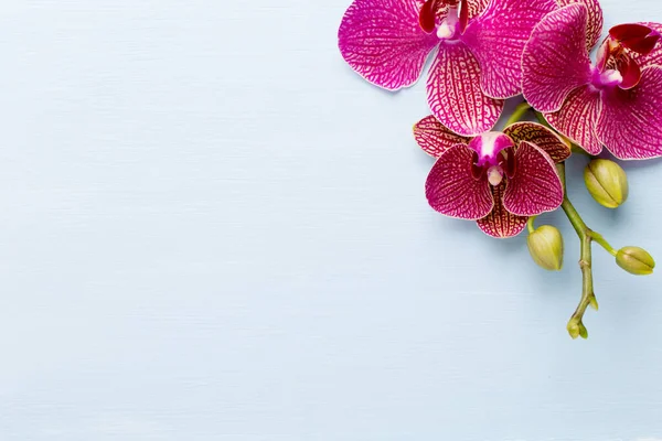 粉红兰花 背景柔和 粉红兰花背景 — 图库照片