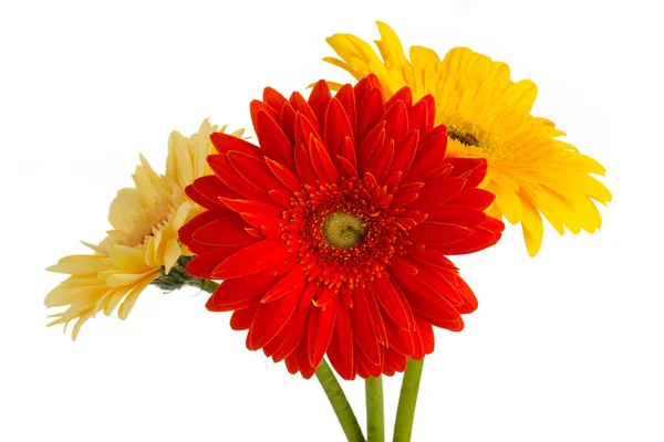 Gerbera Bloem Vaas Geïsoleerde Witte Achtergrond Rechtenvrije Stockfoto's