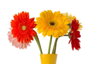 Vazoda Gerbera çiçeği, izole edilmiş beyaz arkaplan.