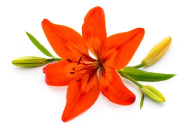 Tomurcuklu Lilly çiçeği beyaz bir arkaplanda izole edilmiş.