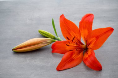 Gri arka planda tomurcukları olan zambak çiçeği..