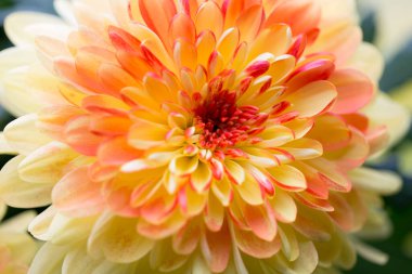 Dahlia çiçekleri sarı arkaplan için kapanıyor.