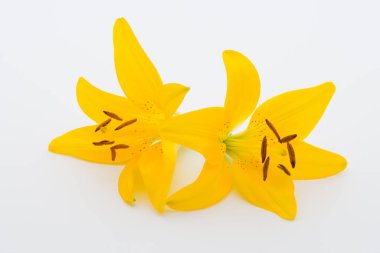 Beyaz arka planda tomurcukları olan Lilly çiçeği..