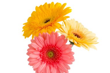 Vazoda Gerbera çiçeği, izole edilmiş beyaz arkaplan.