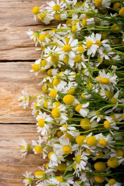 Ahşap arka planda papatya çiçekleri. Stüdyo fotoğrafçılık.