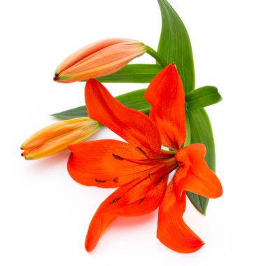 Tomurcuklu Lilly çiçeği beyaz bir arkaplanda izole edilmiş.