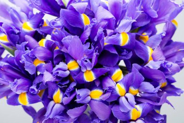 İris çiçekleri arka plan, bahar çiçekleri..