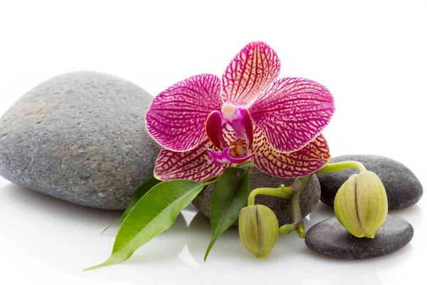 Spa Masage Stenen Orchidee Geïsoleerd Witte Achtergrond — Stockfoto