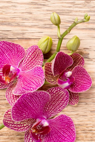 Rózsaszín Orchidea Virágok Egy Háttér Orchidea Háttér — Stock Fotó