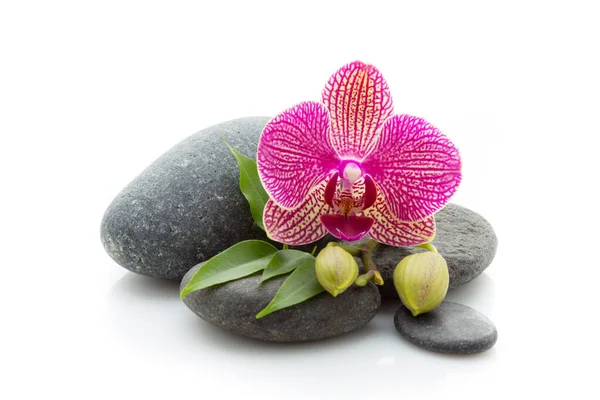 Spa Masage Stones Orchid Isolated White Background — Stock Photo, Image