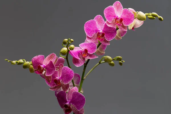Gri Arkaplanda Pembe Orkide Stüdyo Fotoğrafçılık — Stok fotoğraf