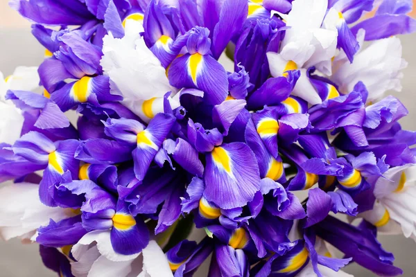 Iris Fiori Sfondo Primavera Paterna Floreale — Foto Stock