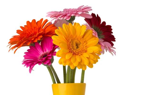 Gerbera Bloem Vaas Geïsoleerde Witte Achtergrond — Stockfoto