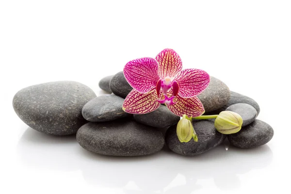 Spa Masage Stones Orchid Isolated White Background — Stock Photo, Image