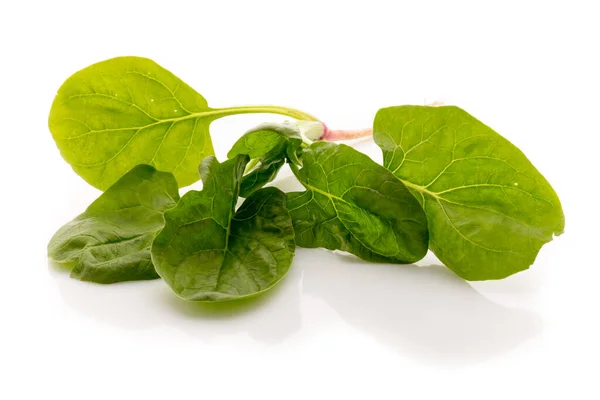 Espinacas Con Raíces Fondo Blanco — Foto de Stock