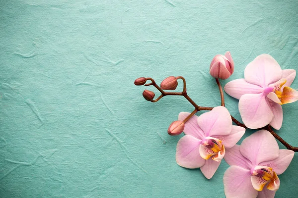 Różowa Orchidea Drewnianym Tle — Zdjęcie stockowe