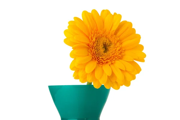 Gerbera Flower Vase Isolated White Background — Stock Photo, Image
