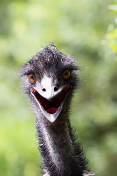 Genç Emu Kameraya Bakıyor — Stok fotoğraf
