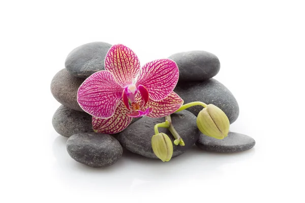 Spa Masage Stones Orchid Isolated White Background — Stock Photo, Image