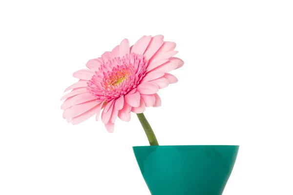 Flor Gerbera Vaso Fundo Branco Isolado — Fotografia de Stock