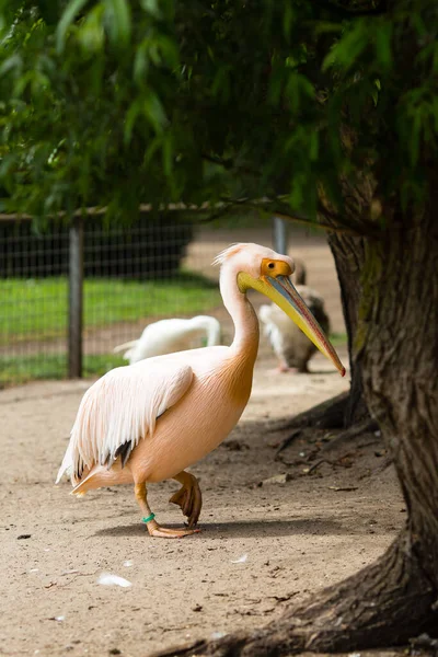 Orange Pelican Big Bird Zoo — Stock Photo, Image