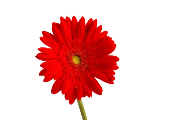 Gerbera Flower Vase Isolated White Background — Stock Photo, Image