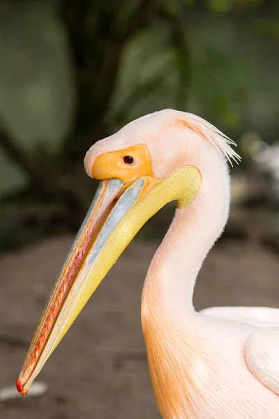 Orange Pelican Big Bird Zoo — Stock Photo, Image