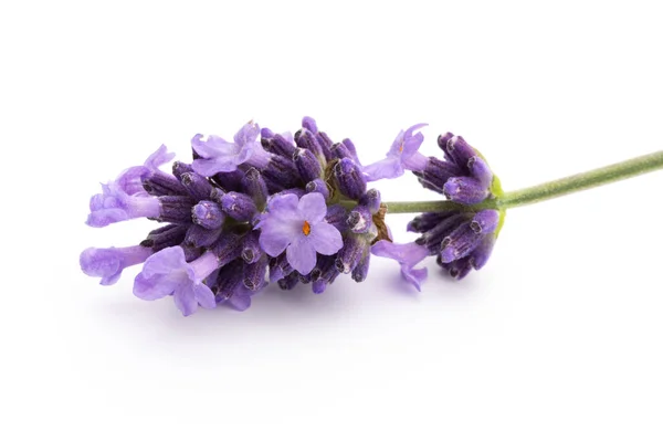 Lavendel Bloemen Bos Gebonden Geïsoleerd Witte Achtergrond — Stockfoto