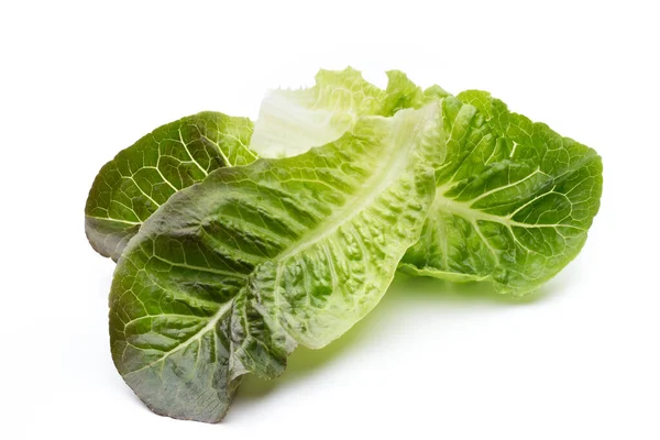 Oak Leaf Lettuce Isolated White Background — Stock Photo, Image