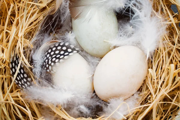 Nido Uova Anatra Simbolo Pasquale Primaverile — Foto Stock